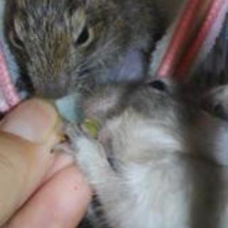 10月18日産まれのデグー（あとメス1匹です。）