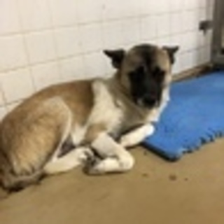 助けてください！中型犬のびびりちゃん。