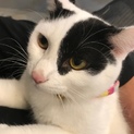 生後約6ヶ月綺麗な顔の白黒♀子猫