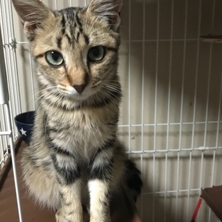 アメショ柄の 優しい可愛い しょうこちゃん