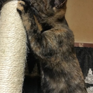 梅沢くんを 守る 優しい サビ猫さなえちゃん