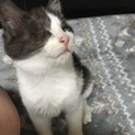全盲だけど たまらん可愛い グレーハチワレ