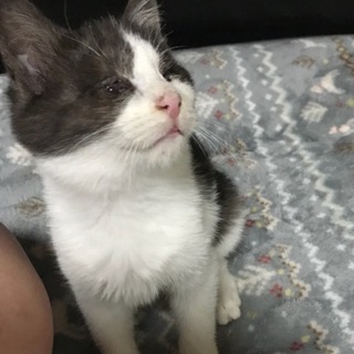 全盲だけど たまらん可愛い グレーハチワレ