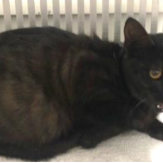 人馴れしています。収容期限11/21朝迄