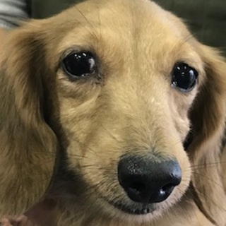 ダックス女の子