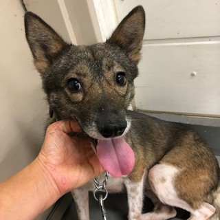 水島犬メガネわんこのママみまま