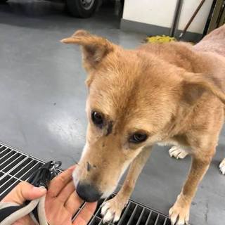 性格ぴか一、可愛い中型ママ野犬、かーさちゃん