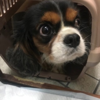 いつも笑顔のハロハロちゃん