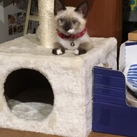 むぎ（むーちゃん）