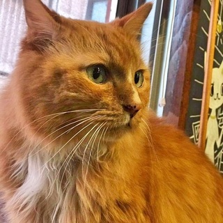 温厚で人が大好きなハンサムボーイ