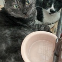 仲のいい2匹の猫ちゃん8歳と16歳