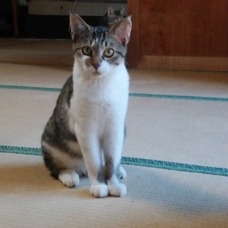 チートスの里親募集