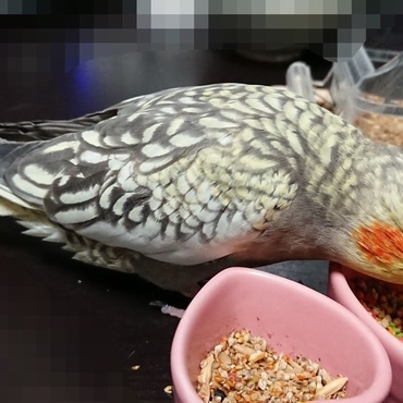 ペレットも食べますよ～