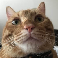 ギデオン
