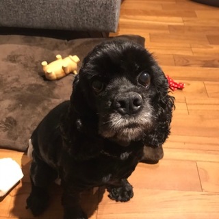 ナデナデ大好きカラットちゃん