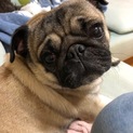 甘えん坊パグのジムニーはお留守番少な目家族募集中♪