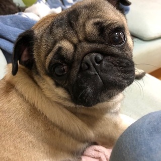 甘えん坊パグのジムニーはお留守番少な目家族募集中♪