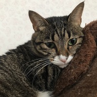 はな