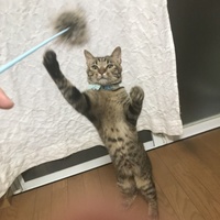いちか
