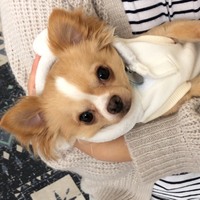 Lulu(ルル)