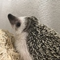 引っ越しのため飼えなくなりました。。