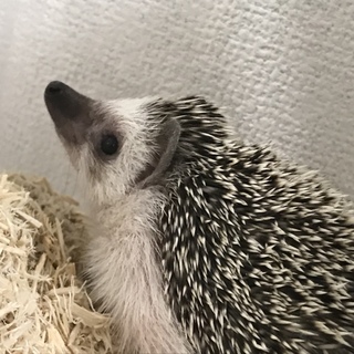 引っ越しのため飼えなくなりました。。