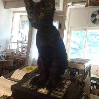 黒猫女の子☆カヌレ