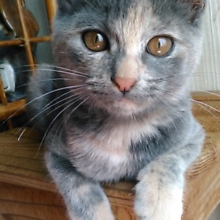 パステル三毛①