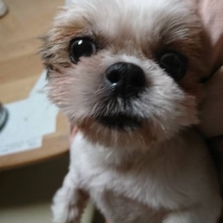 シーズーのみずきちゃん