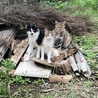 母猫(右)と 子供達。地域猫としてお世話しています。