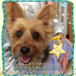 非営利動物保護団体ととのん『ととのんハウス』