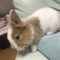 うさぎ子供