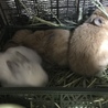 ネザーランドドワーフの赤ちゃん サムネイル2