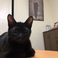コテツ