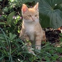 可愛い子猫です