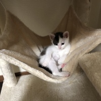 ちょび