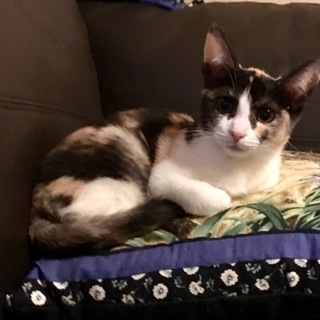 保護子猫  三毛  ♀ 甘えん坊