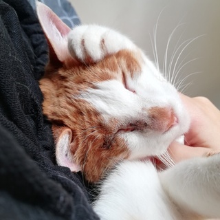 急募☆甘えん坊な成猫2匹