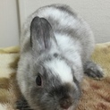 可愛がっていただける方！