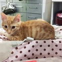 募集一旦停止 可愛い茶トラ スリゴロちゃん！