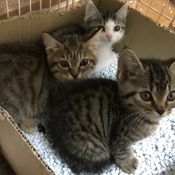 11月18日(日)に愛知県豊川市で譲渡会