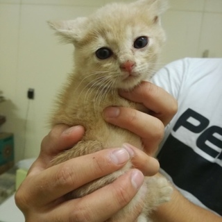 (里親様決定しました！)可愛い兄弟猫の募集です♪