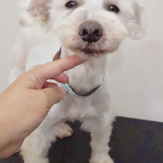 白瀬（しらせ）穏やかマイペース