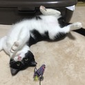 デレデレはちわれくん