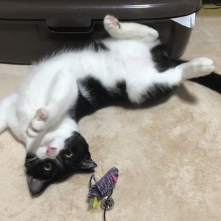 デレデレはちわれくん