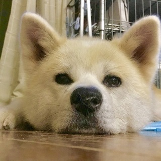 とても穏やかな秋田犬、もみじちゃんです