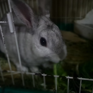 ミニウサギの男の子3歳