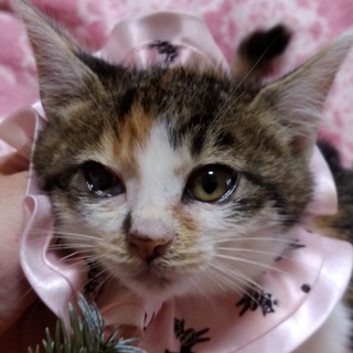 11/18幕張メッセ★さくらちゃん★好奇心旺盛