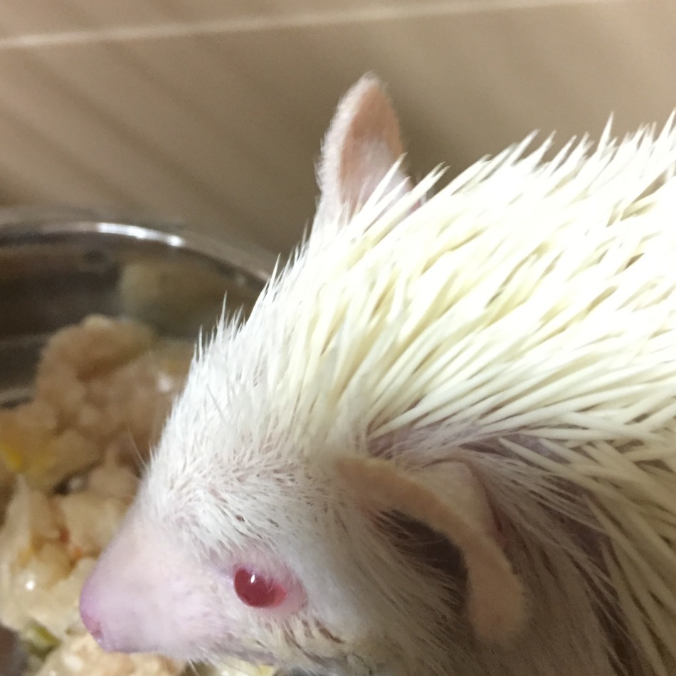 つららのカバー写真