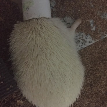 トイレットペーパーの芯を被ったまま寝てしまうことも(苦笑)